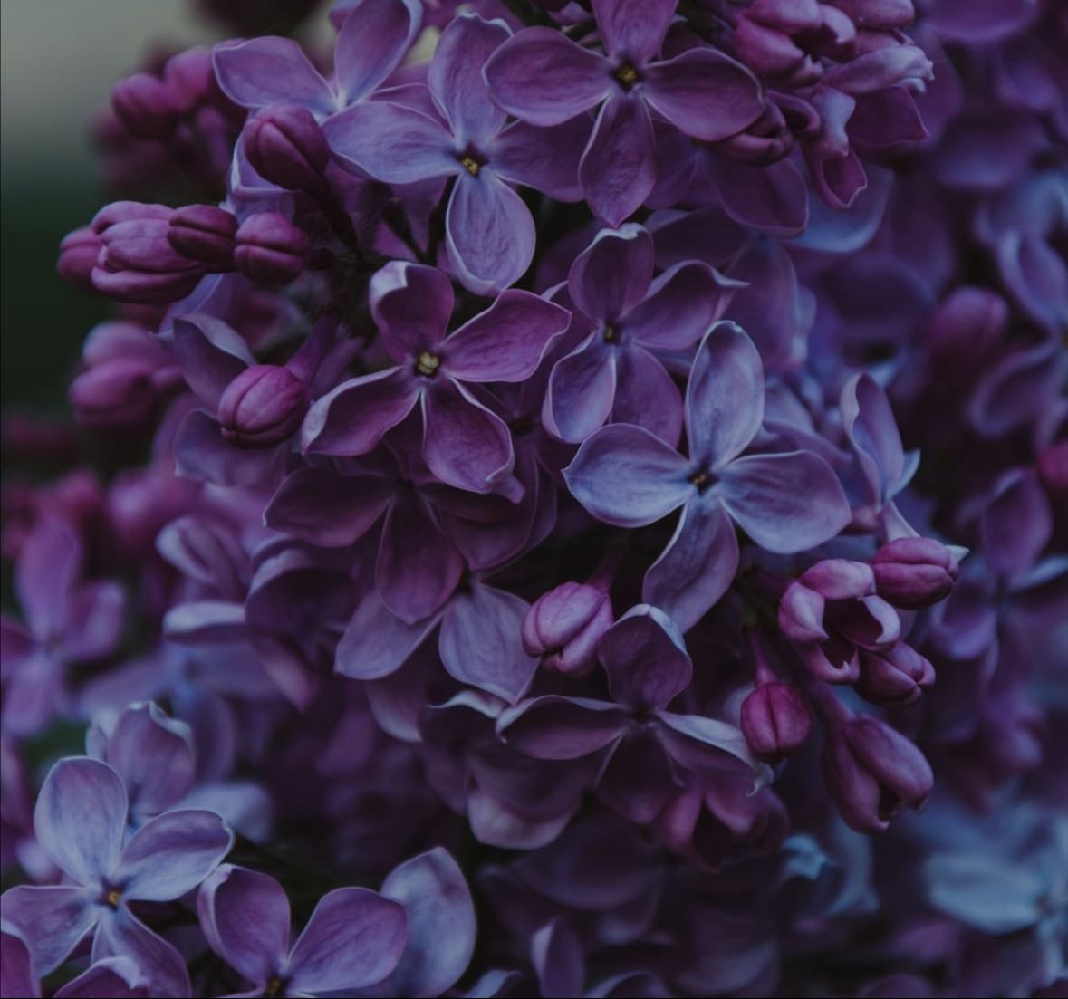 my favourite flowers