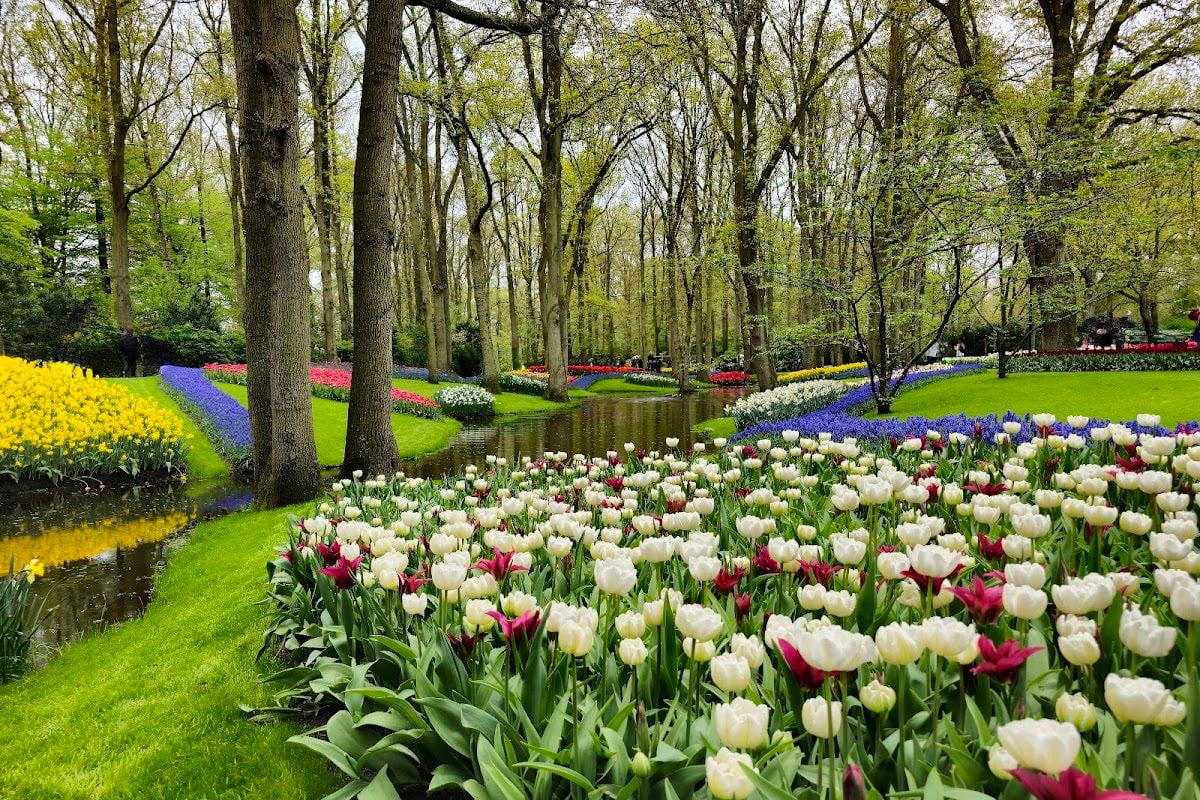 Keukenhof - Tulipanes