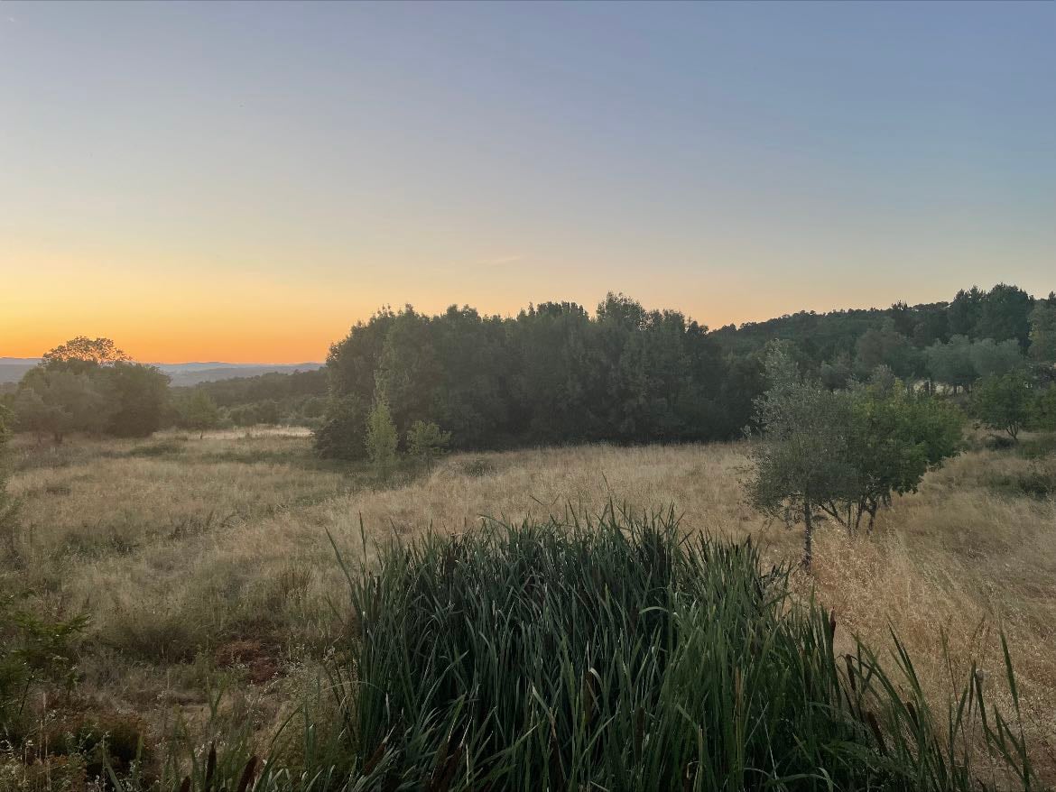 portugals nature - I could speak endlessly about this topic however I went on a calming evening walk today , the time of the sunsets and swallowed the beauty of it , how everyone all around the world is seeing different types of sunsets but no one admiring mine in this position and at this time , I was grateful