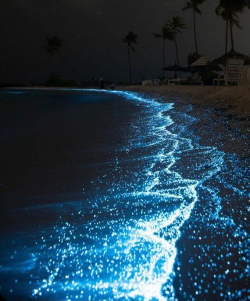 Swim in bioluminescent water