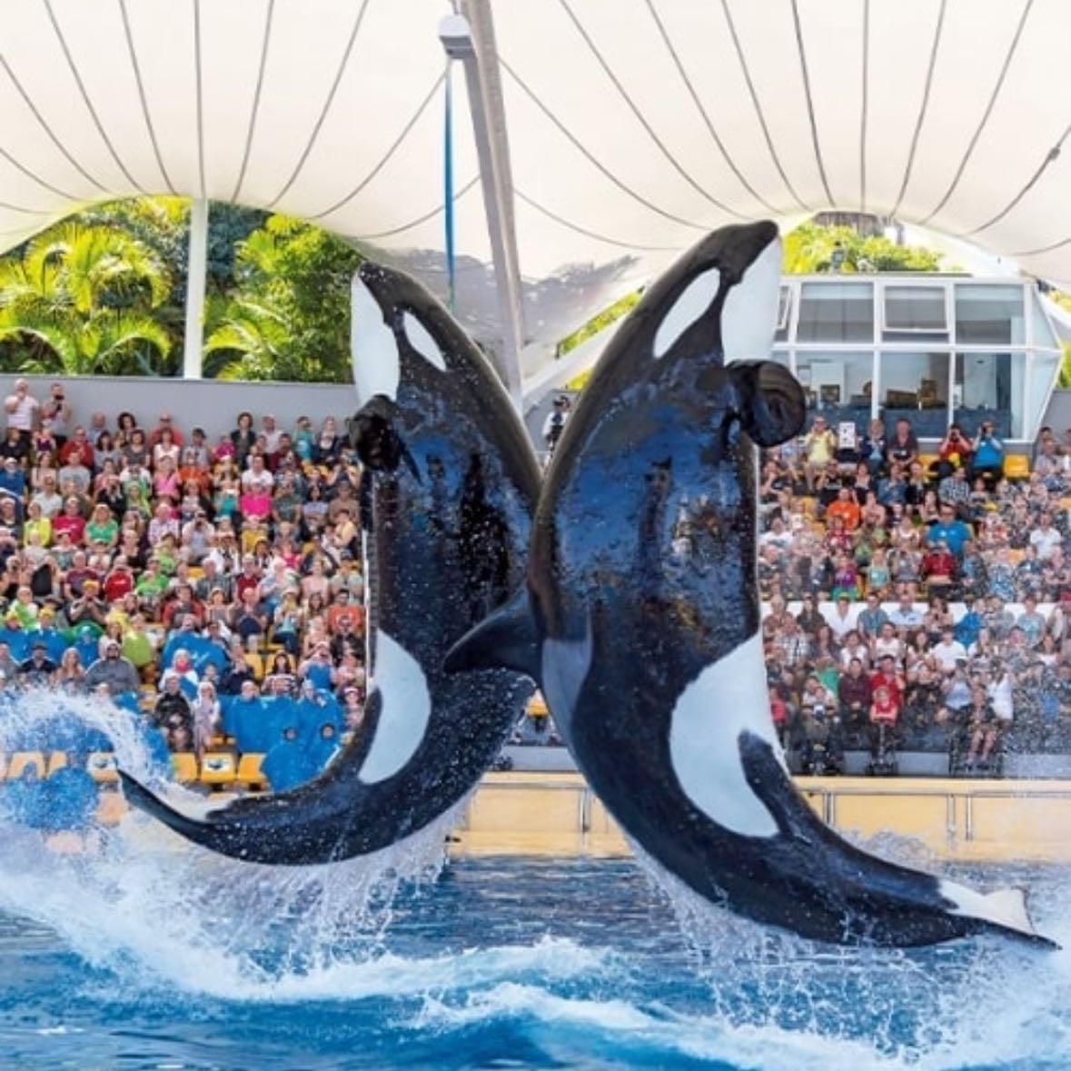 Loro Parque 🐬 - Big Zoo
