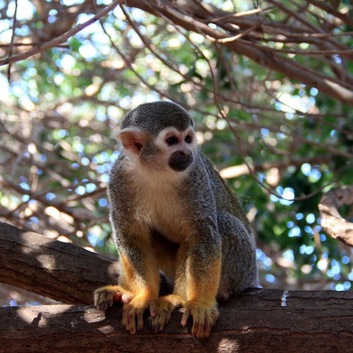 Monkey Park 🐒