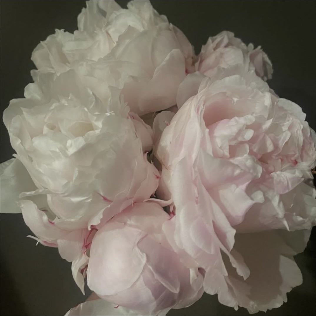 flowers ⋆.𐙚 ̊ - peonies are my fav!!