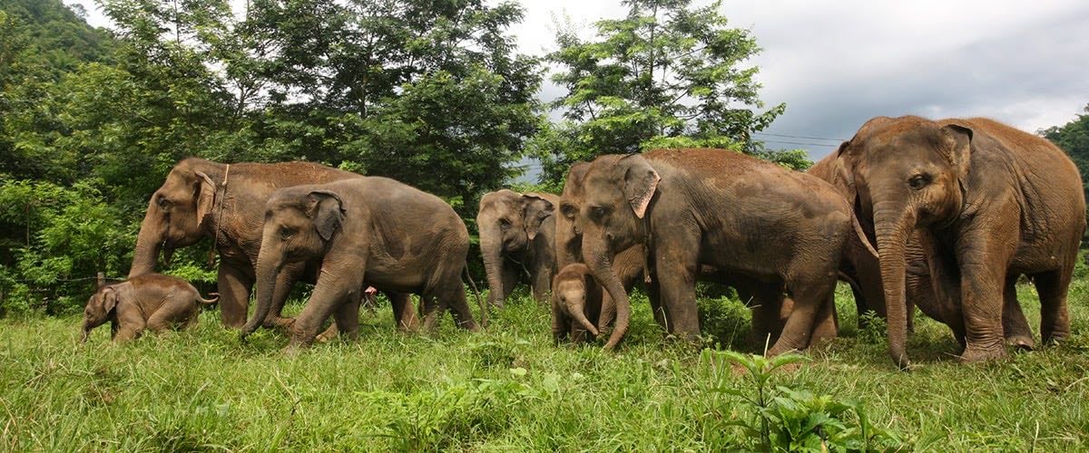 Elephant Nature Park
