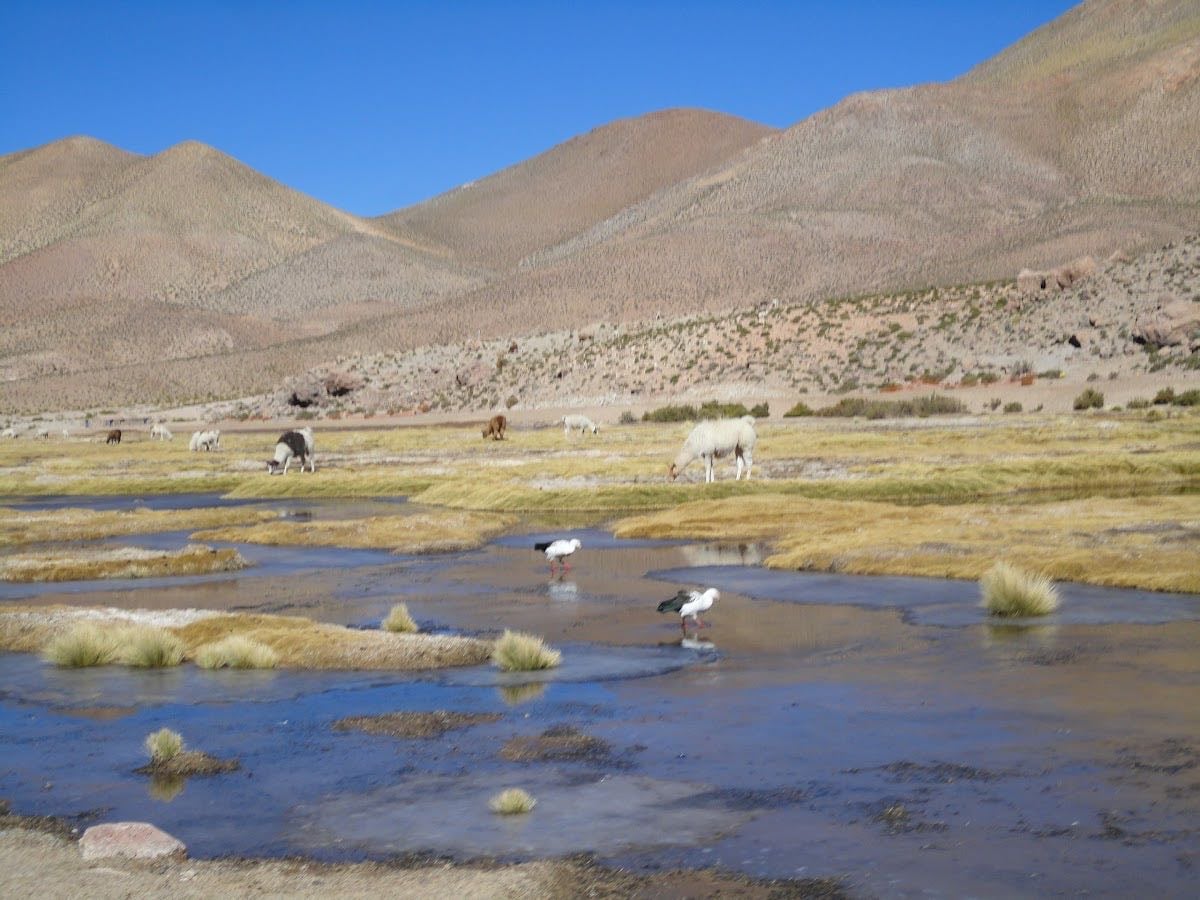 Chile