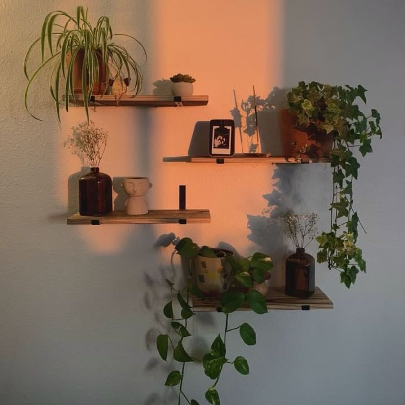 Plantinhas