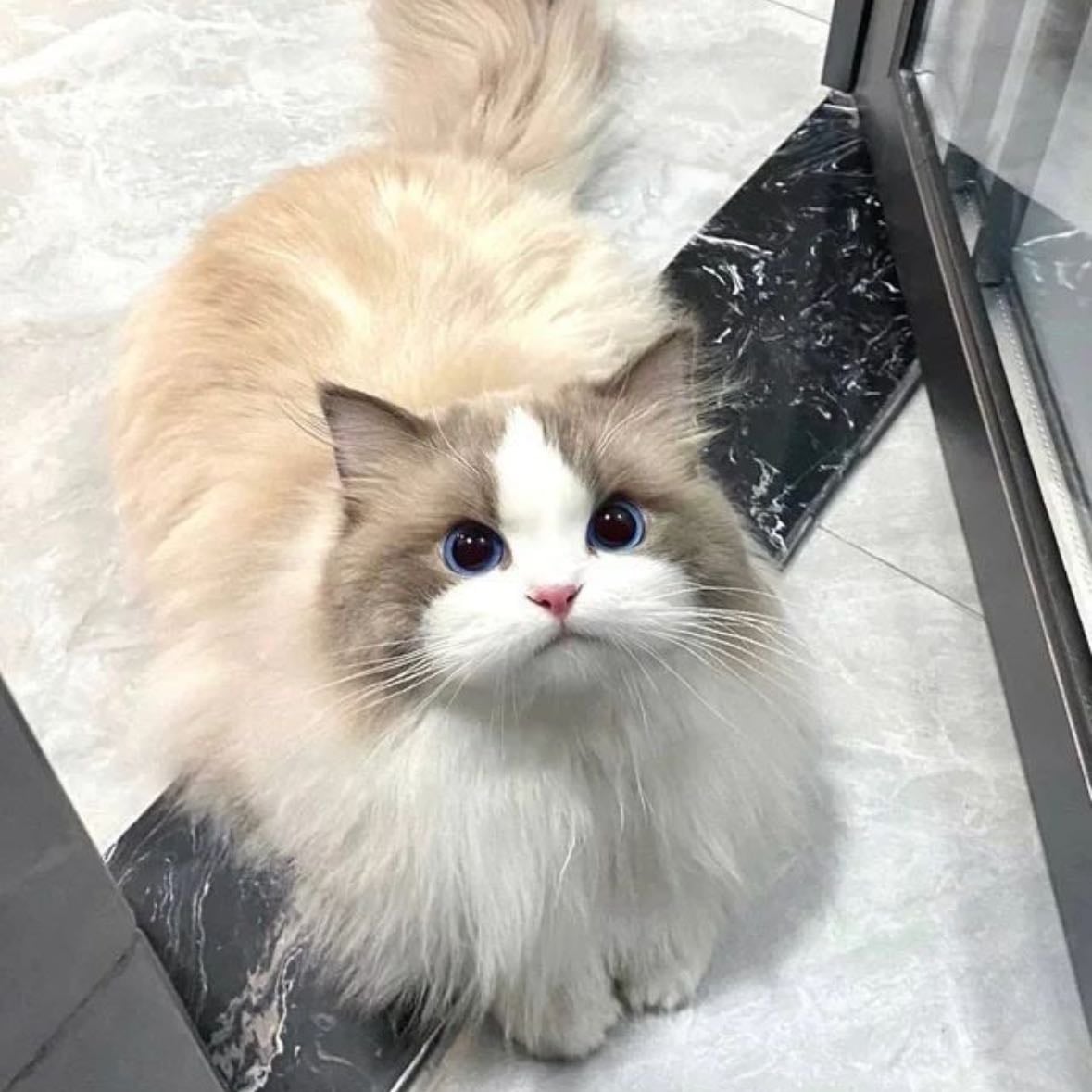 Being a catmom๐