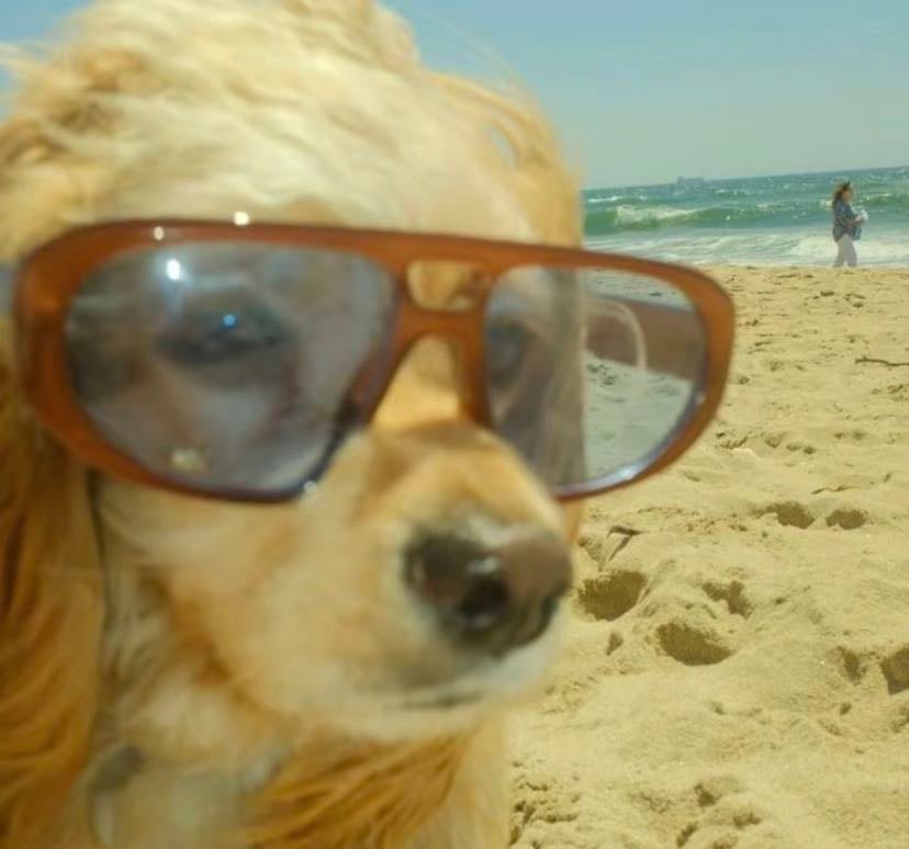 Favourite dog breeds - Products hypelist by Allison Brown