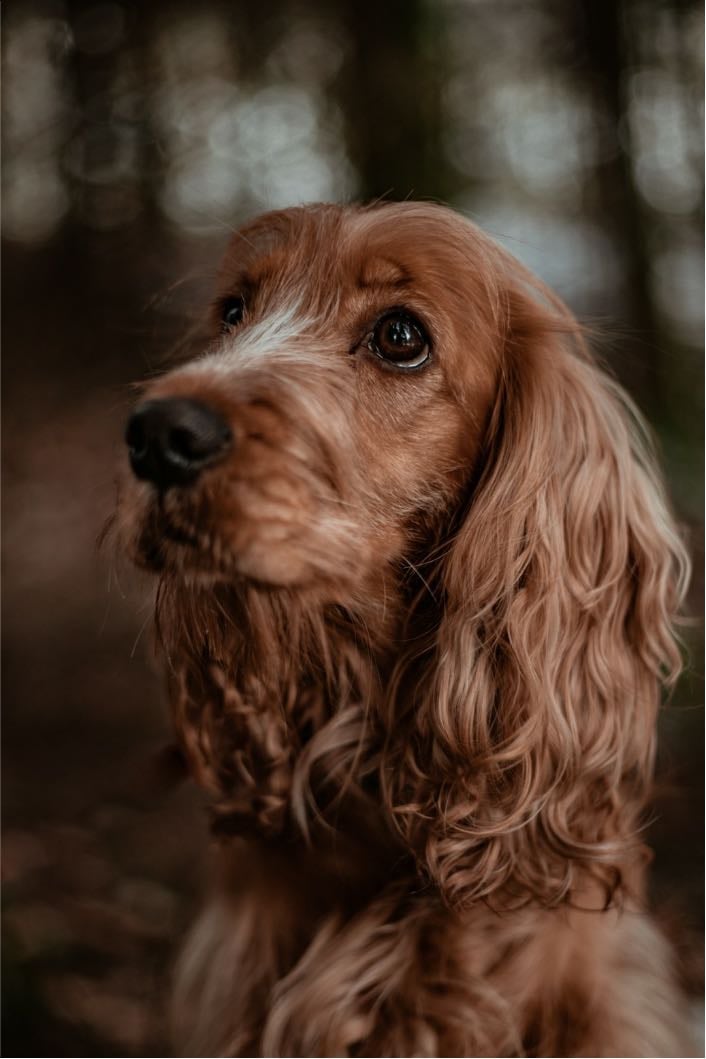 Cocker spaniel