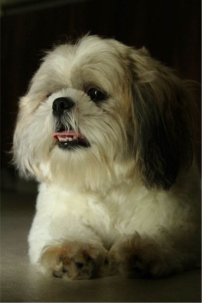 Shih tzu