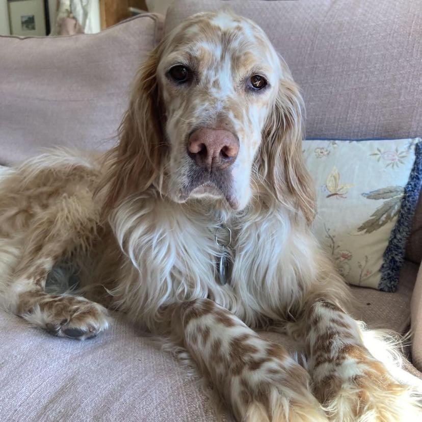 English Setter