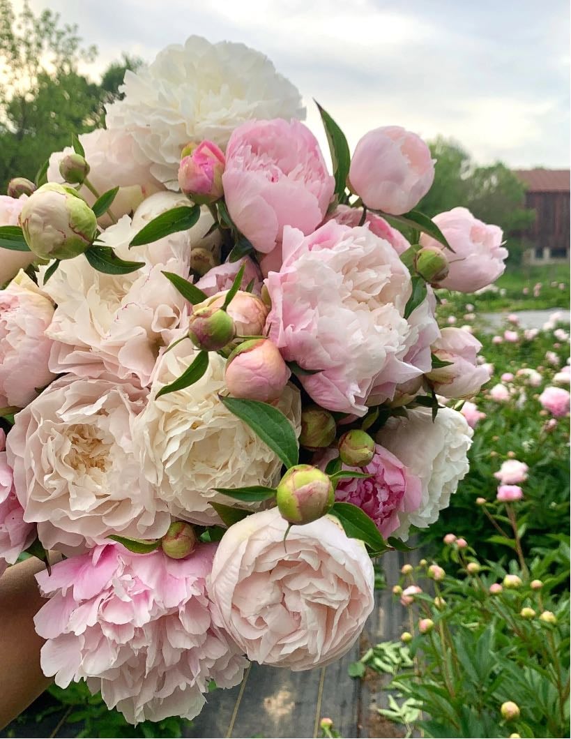 Peonies