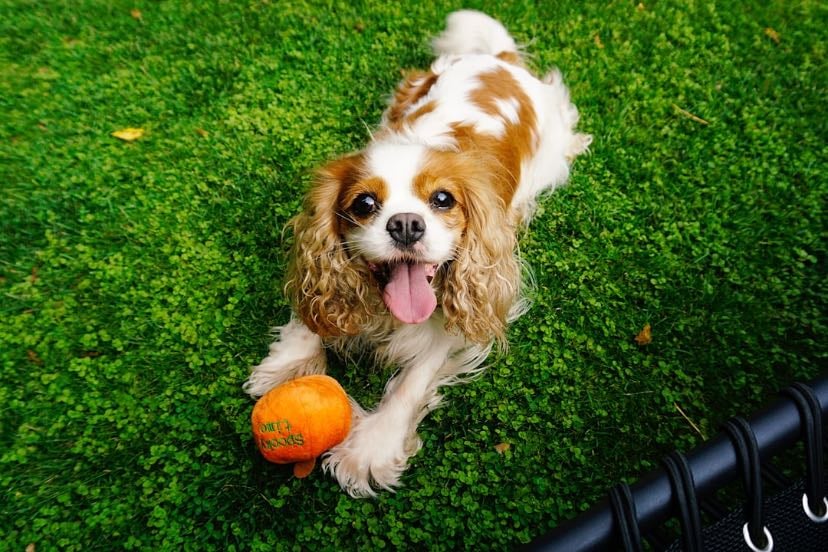 Cavalier King Charles spaniel