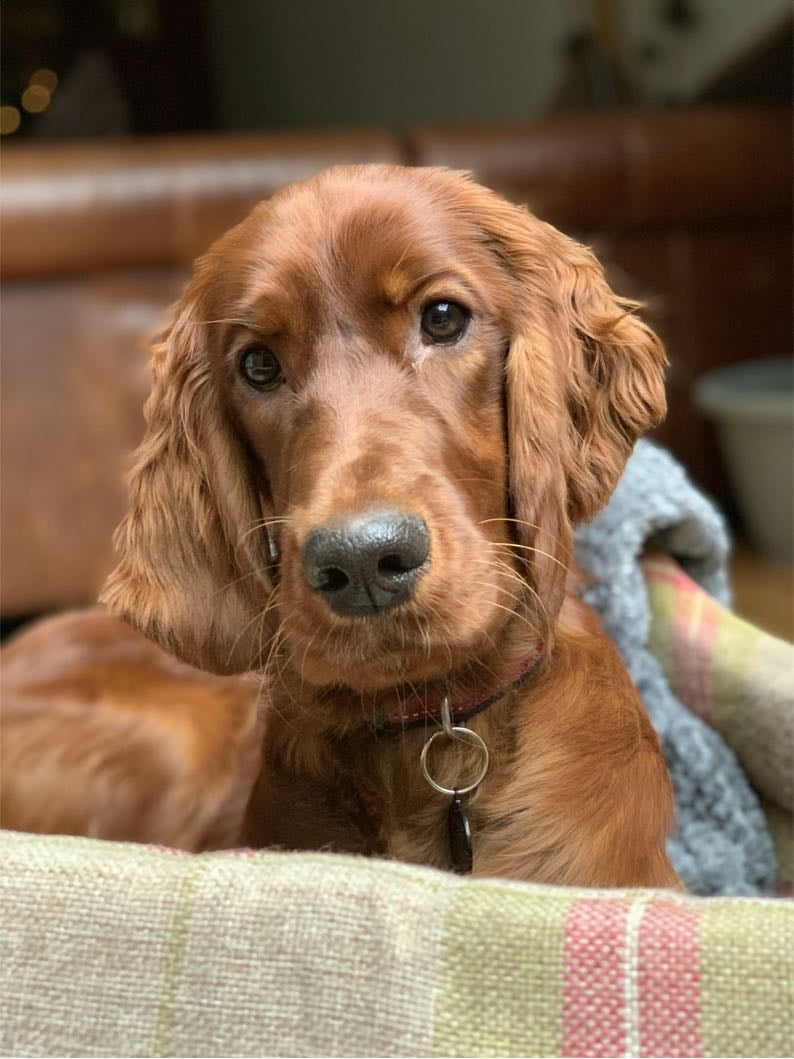 Irish setter