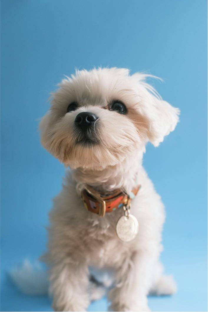 Morkie