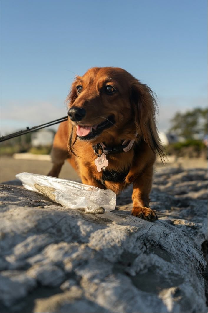 Miniature dachshund