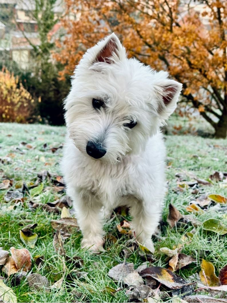 West highland white