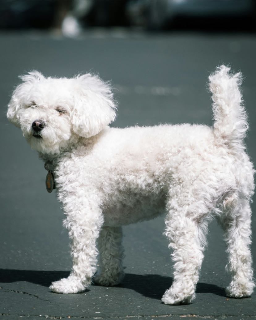 Maltese