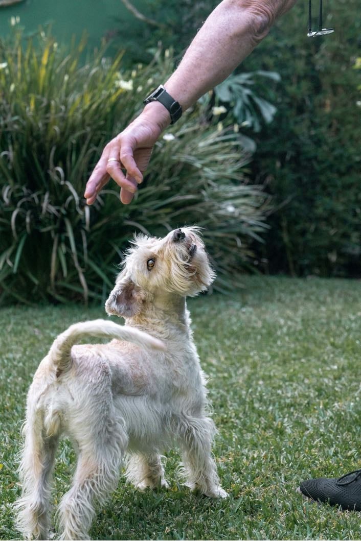 Soft coated wheaten terrier