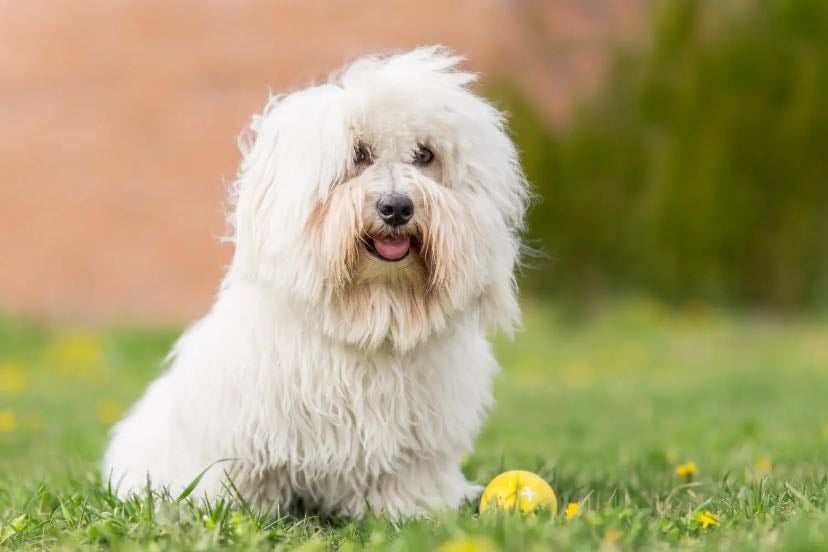Coton de tulear