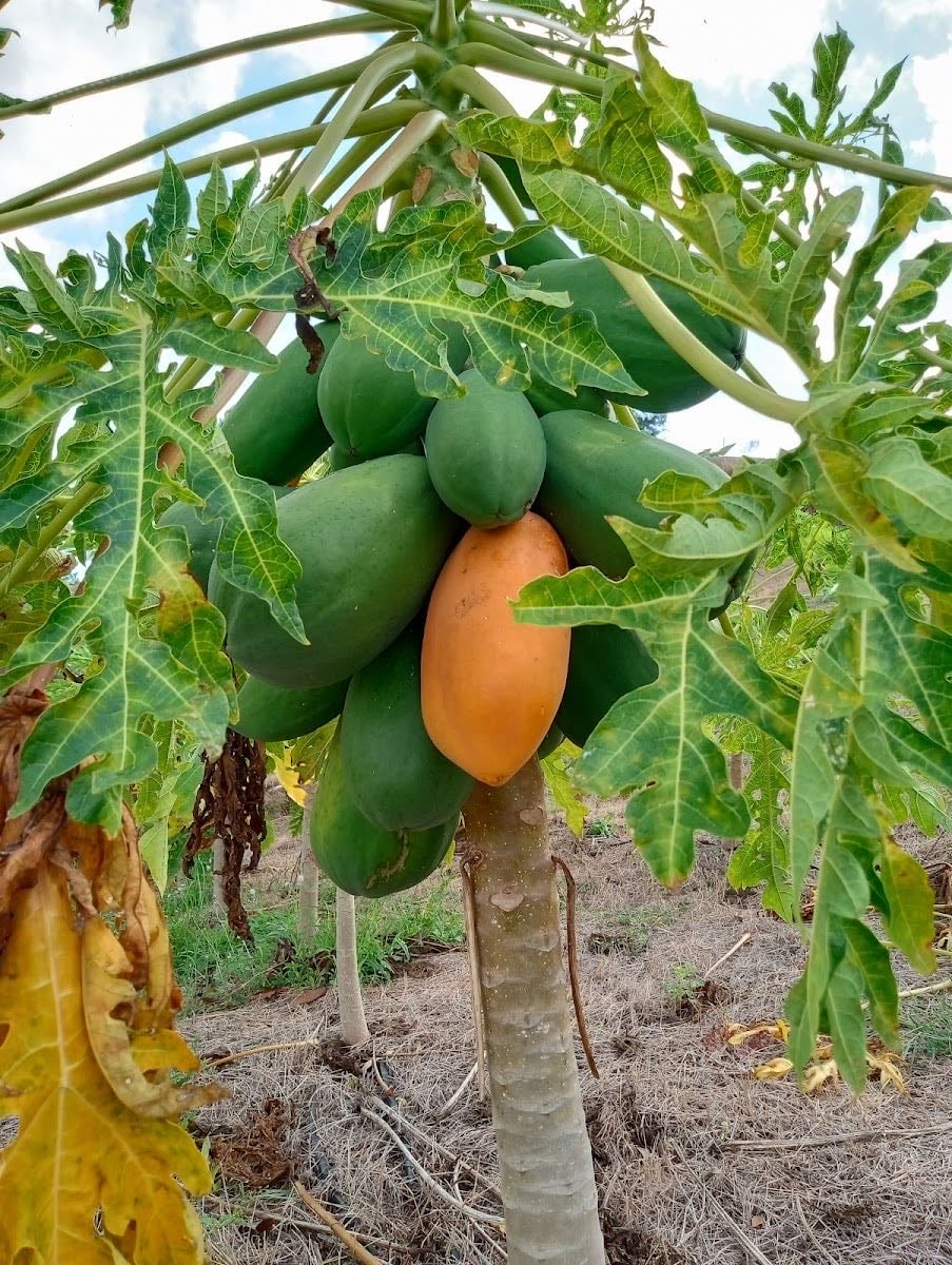 Finca Bella Vista