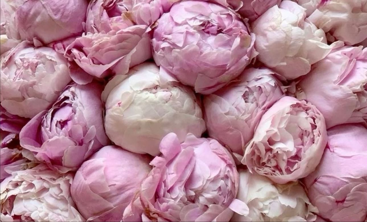 peonies