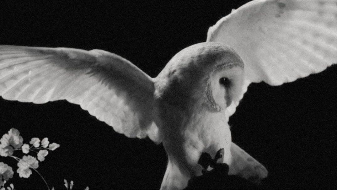 gilded lily - ΰ¨ΰ§ Β· cults