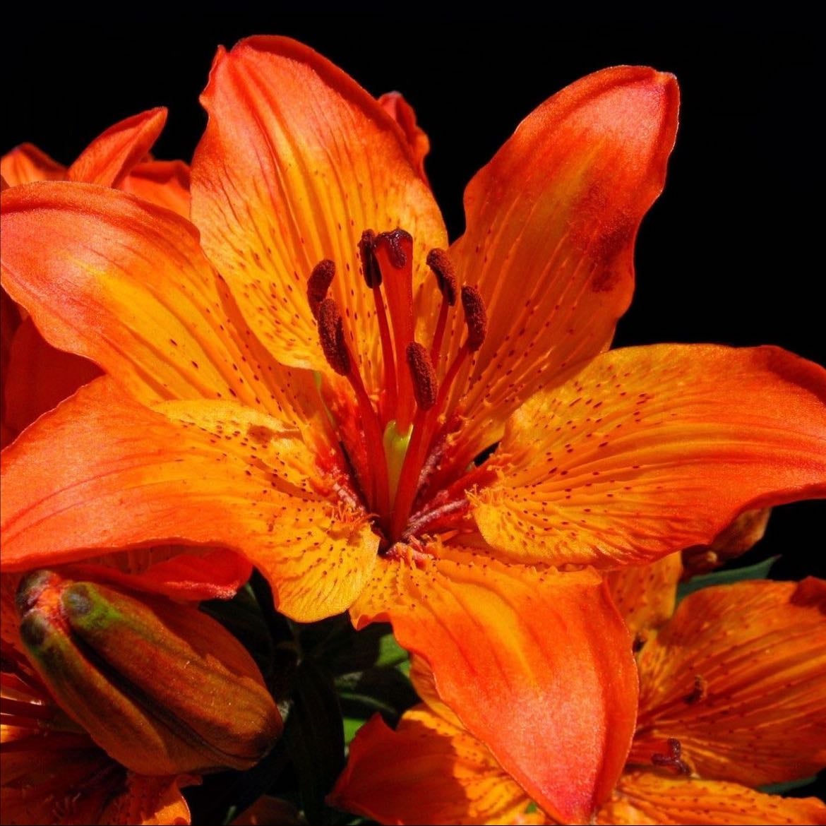 las flores