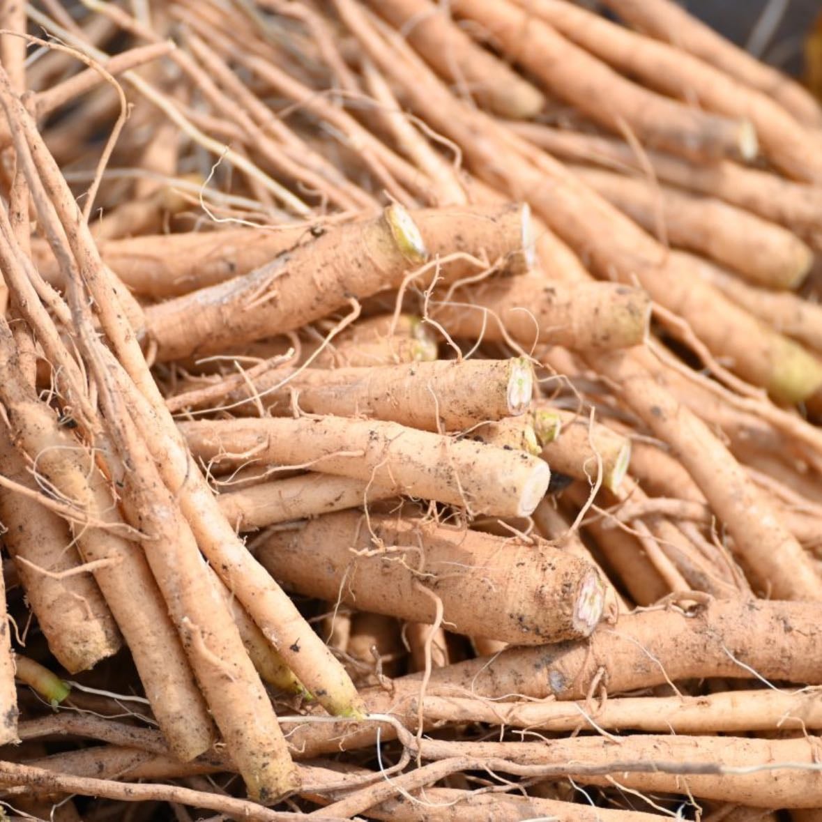 ashwagandha - - Reducción del estrés y la ansiedad - Mejora de la calidad del sueño - Mejora de la función cognitiva