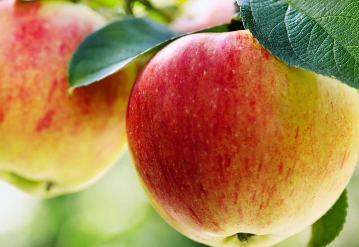 volunteer at your local food bank