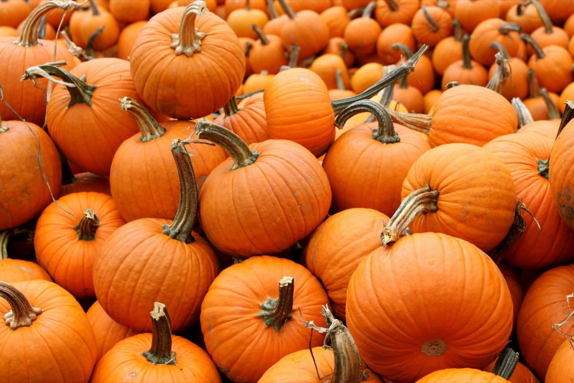 go to the pumpkin patch