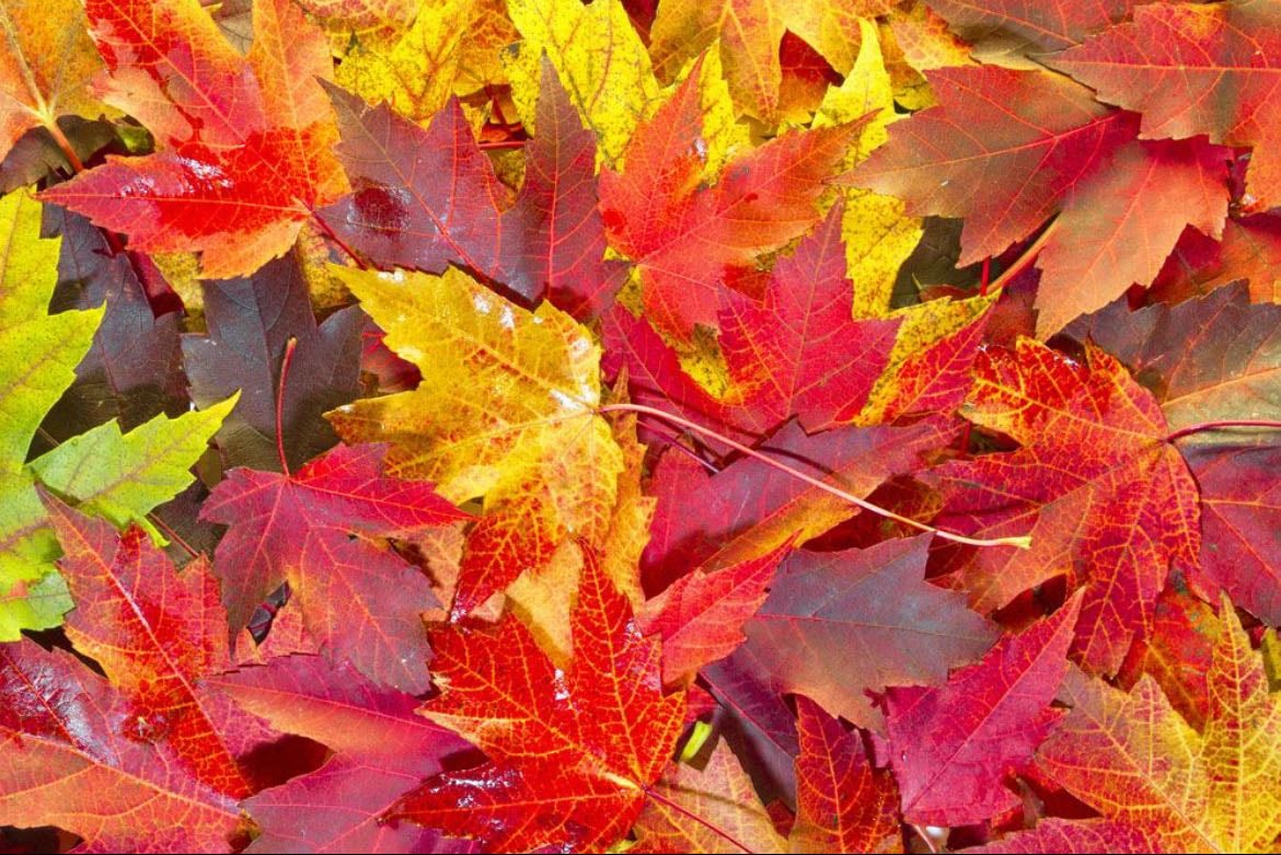 collect leaves for journaling/scrapbooking