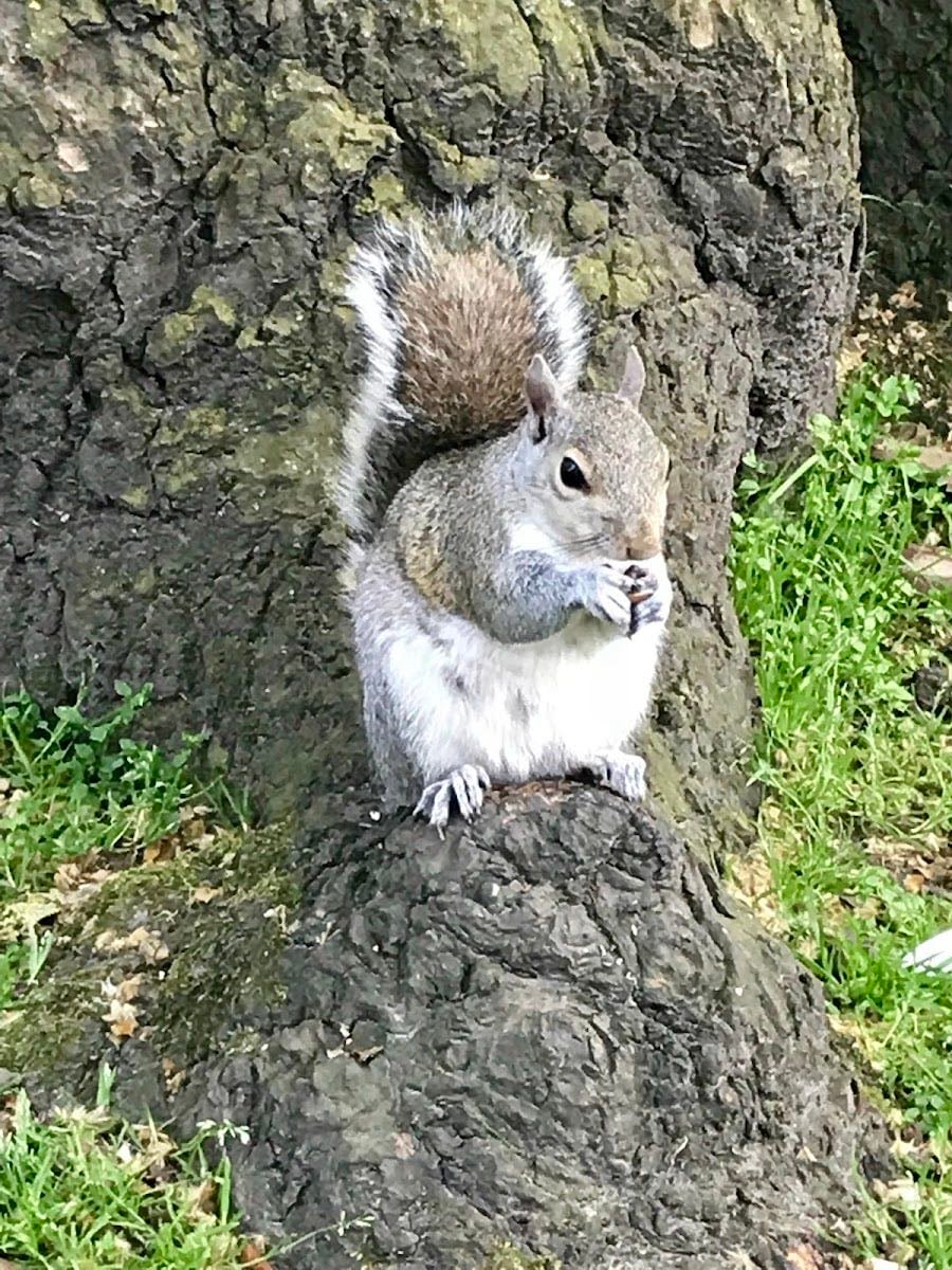 Tavistock Square