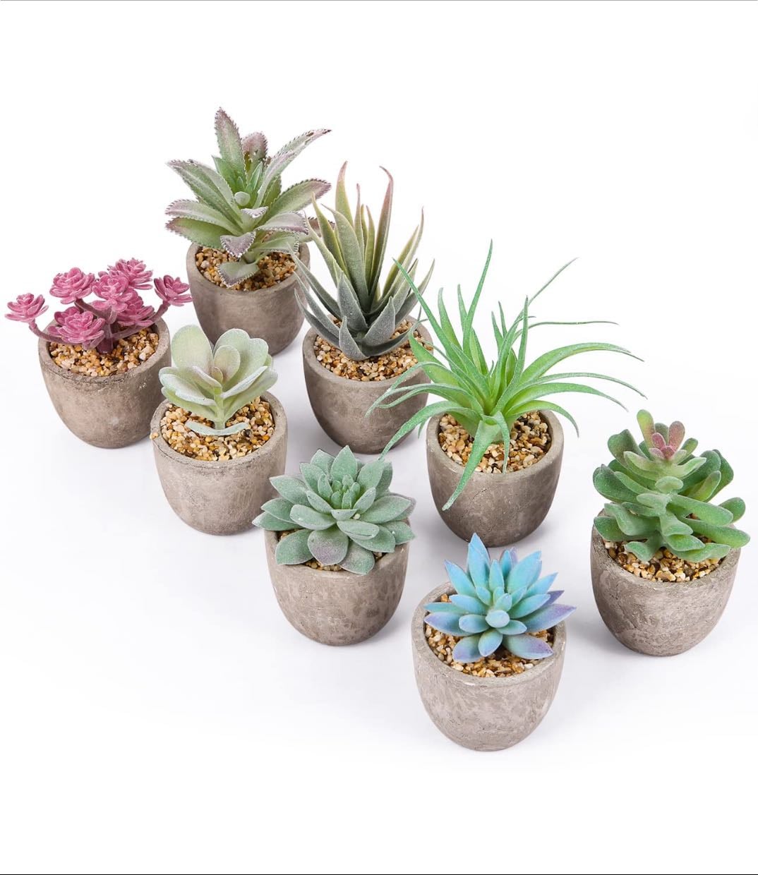 Petite plante