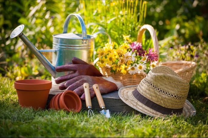 Jardinage - Faire pousser une plante