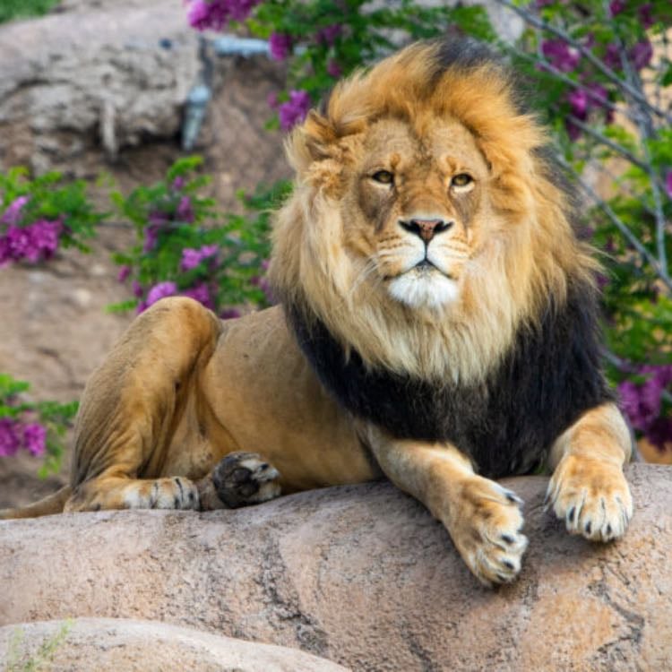 Zoo