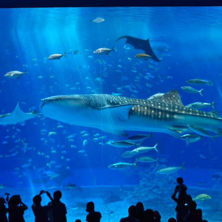 Aquarium