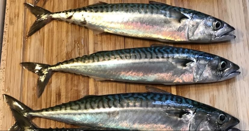 Mackerel