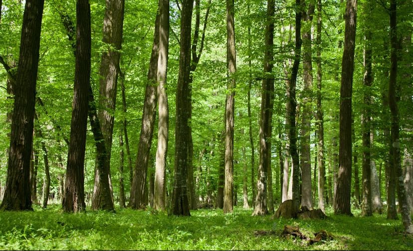 Watching trees
