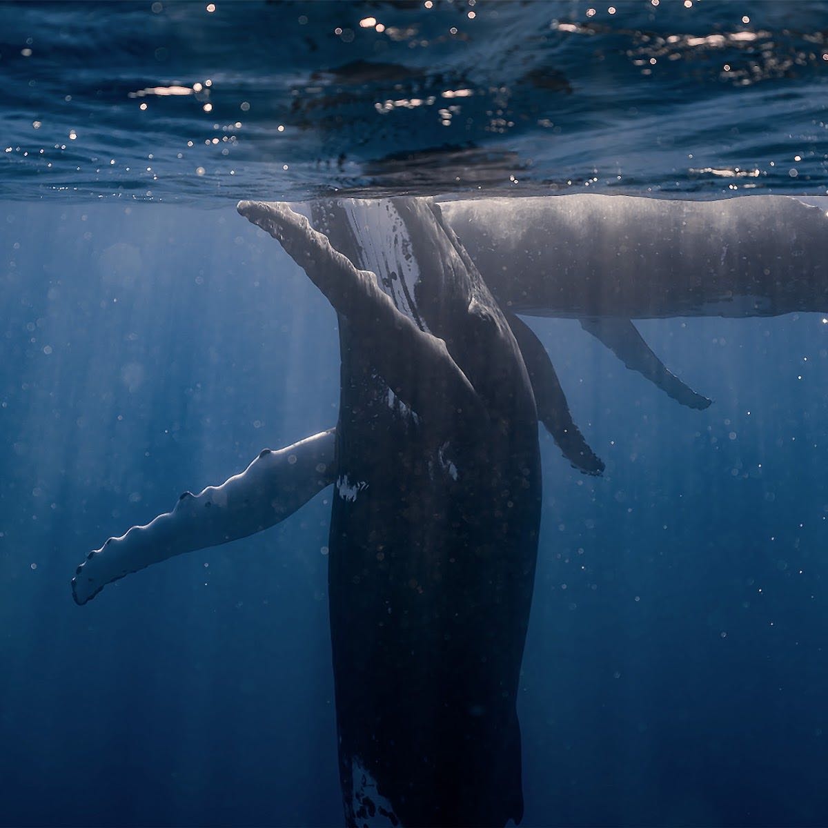 Moorea Sea Experience