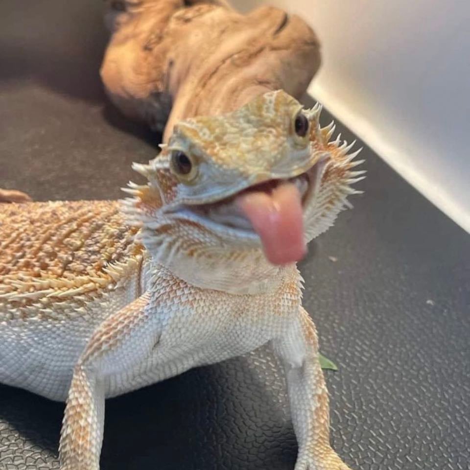 Bearded dragon