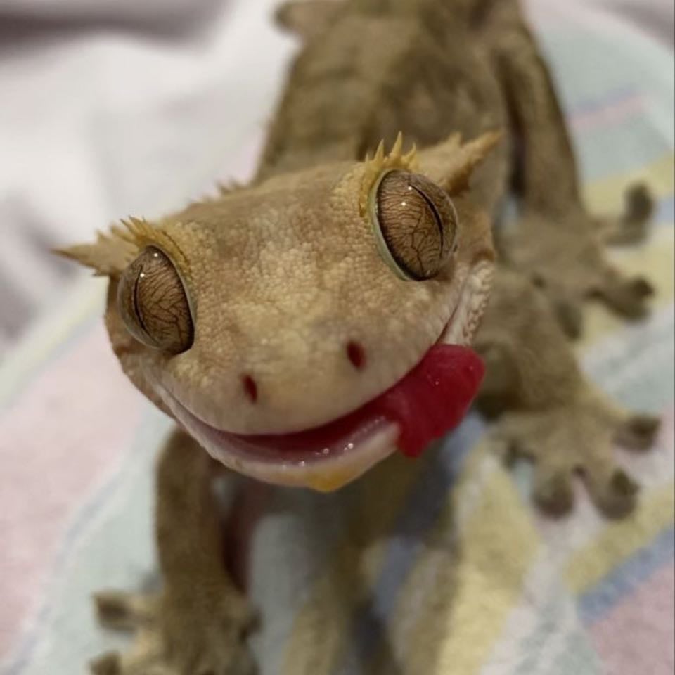Crested gecko