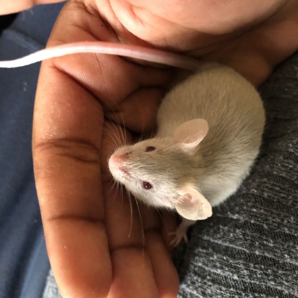 Mouse