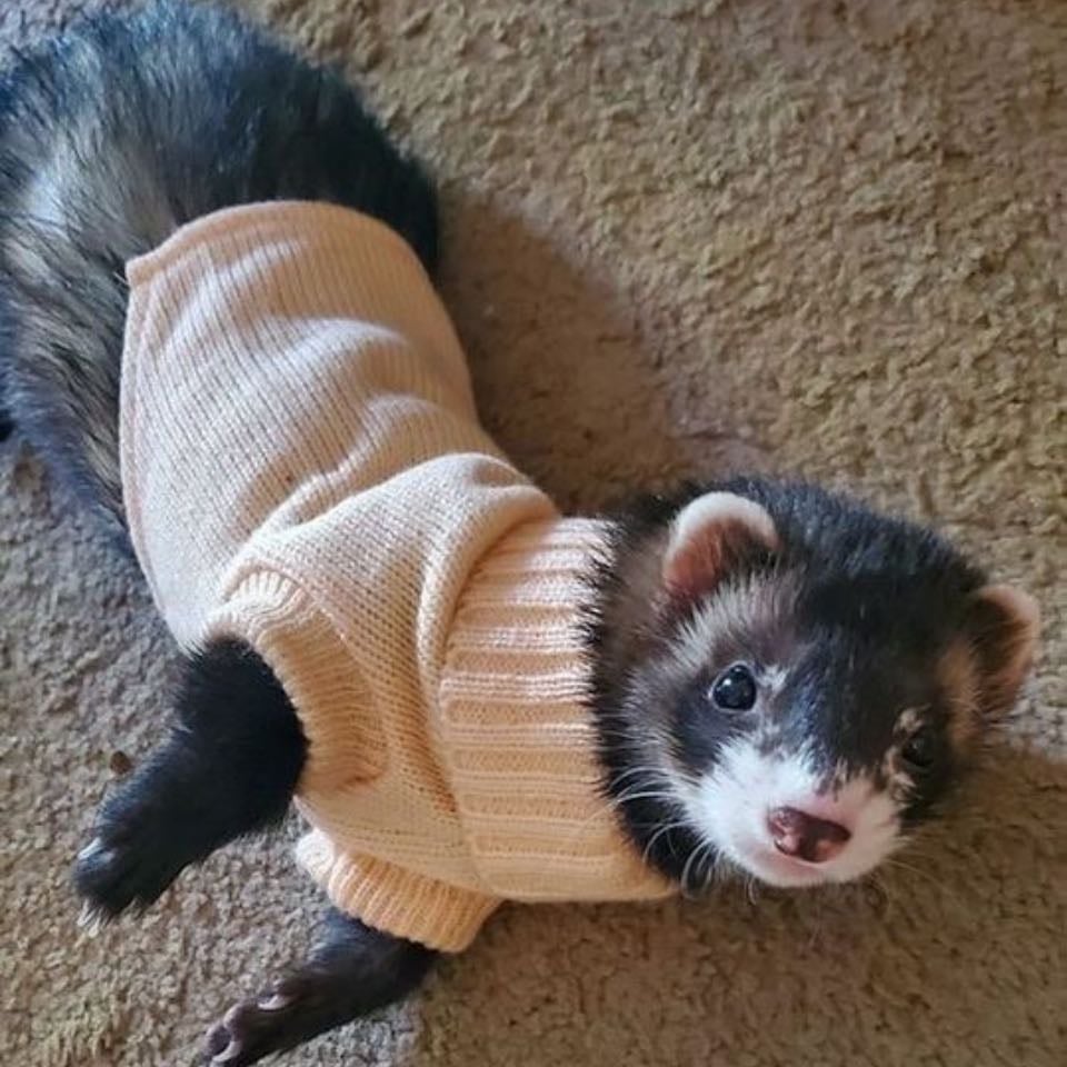 Ferret