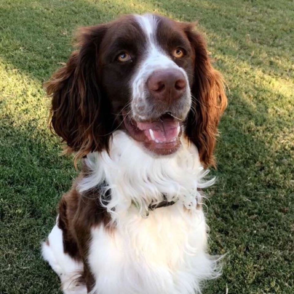 English sprinter spaniel