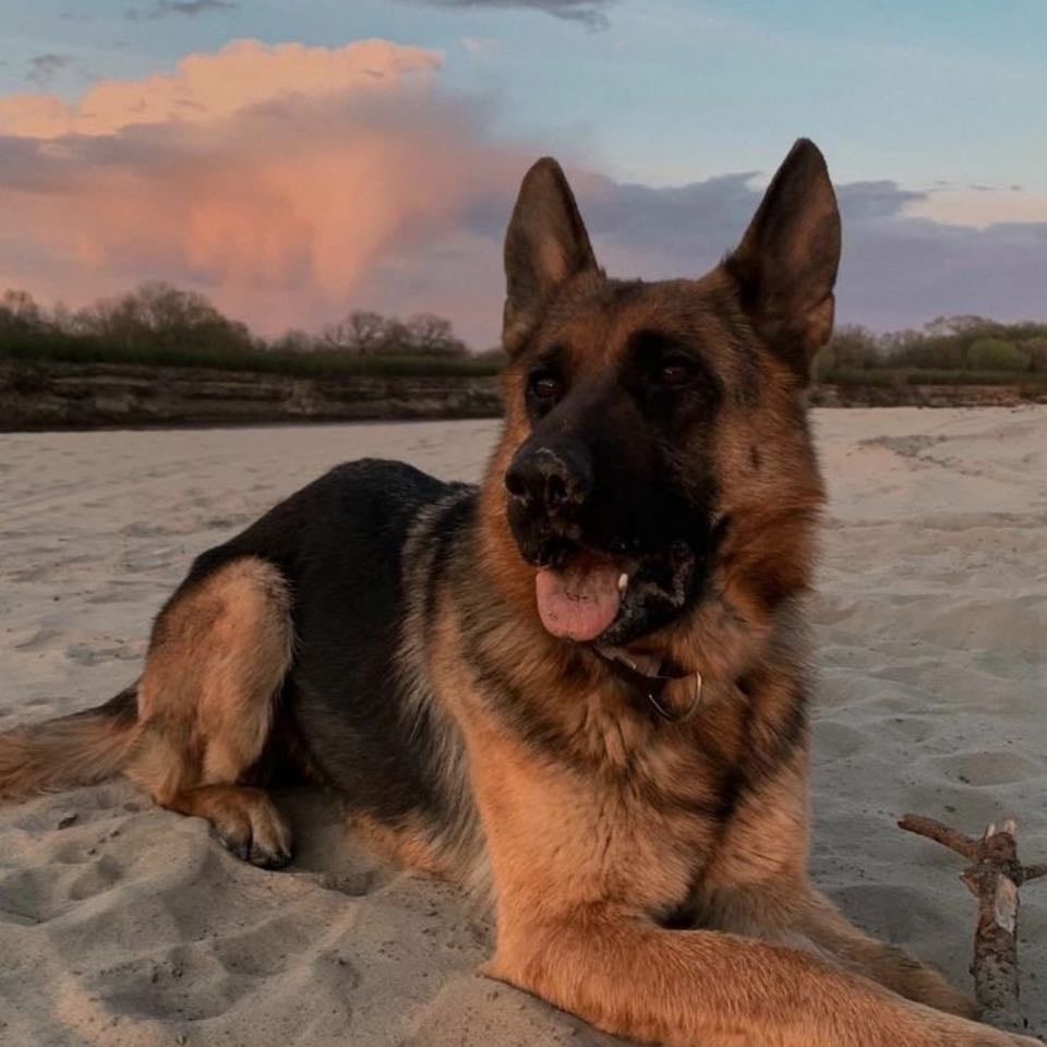 German Shepard