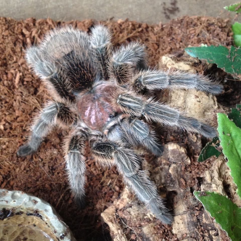 Rose hair tarantula