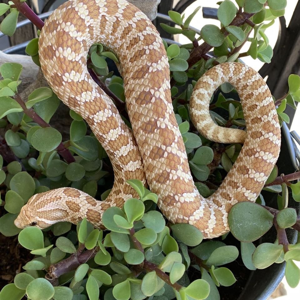 Hog nose snake