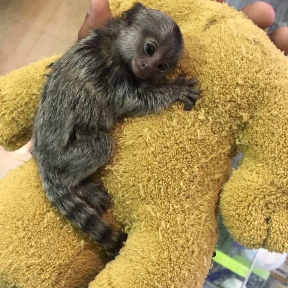 Marmoset