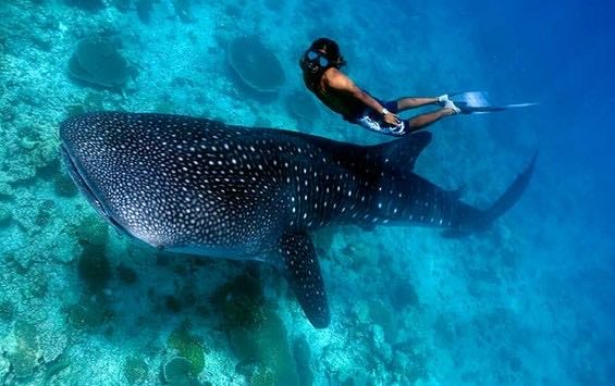 Mexico Whale Shark